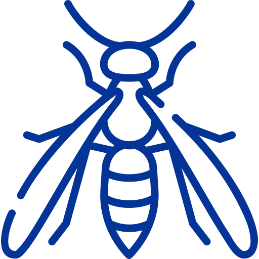 Wasps